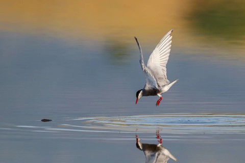 Whiskered Tern (Chlidonias hybrida) flying, Greece