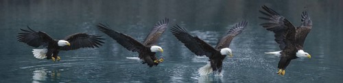 Bald Eagle (Haliaeetus leucocephalus) catching fish, Alaska, USA, composite image