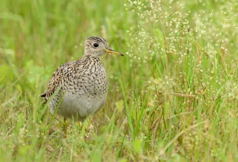 Upland Sandpiper (Bartramia longicauda) perched in a meadow, Texas, USA