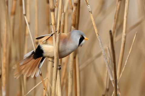 Bearded Reedling (Panurus biarmicus) male perched in reedbed, Mecklenburg-Western, Pomerania,