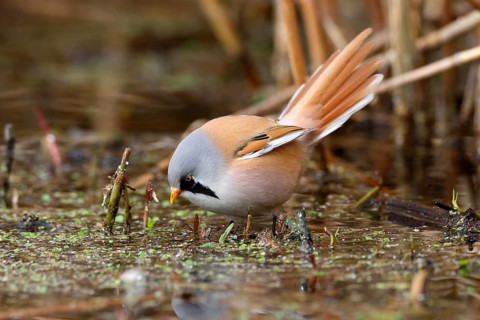 Bearded Reedling (Panurus biarmicus) male foraging in reedbed, Mecklenburg-Western, Pomerania,