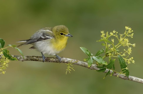 Yellow-throated Vireo (Vireo flavifrons), Texas, USA