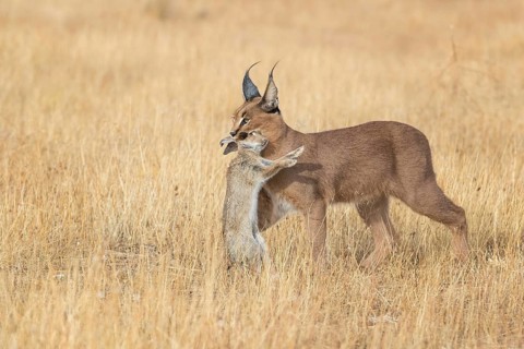 Caracal (Caracal caracal) adult hunting Iberian Hare (Lepus granatensis), Castile-La Mancha, Spain