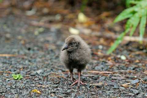 Weka (Gallirallus australis) chick foraging, Stewart Island, New Zealand