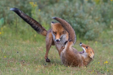 Red Fox (Vulpes vulpes) pair jumping and playing in grassland, Netherlands