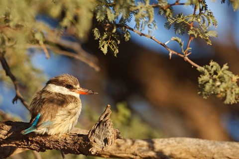 Striped Kingfisher (Halcyon chelicuti), Northern Cape, South Africa