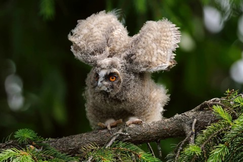 Long-eared Owl (Asio otus) juvenile flapping, North Rhine-Westphalia, Germany