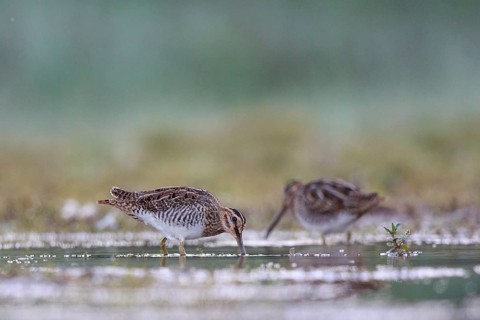 Common Snipe (Gallinago gallinago) foraging, North Rhine-Westphalia, Germany