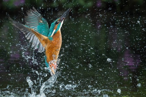 Common Kingfisher (Alcedo atthis) male fishing, Lower Saxony, Germany