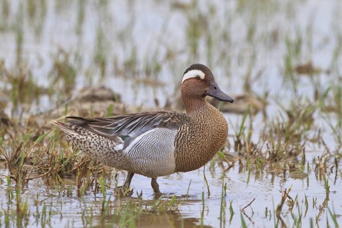 Garganey (Spatula querquedula) male, Mallorca, Spain