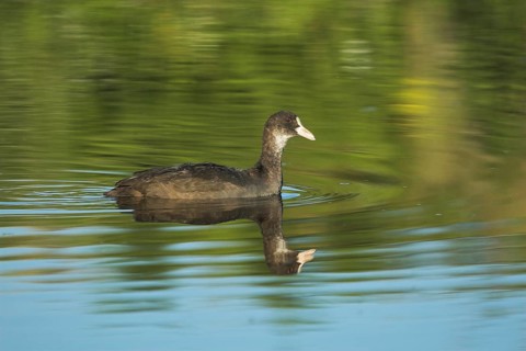 Eurasian Coot (Fulica atra) juvenile, Castile-La Mancha, Spain