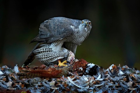 Bird bahaviour, wildlife scene from nature. Goshawk with killed Common Pheasant on the moss in