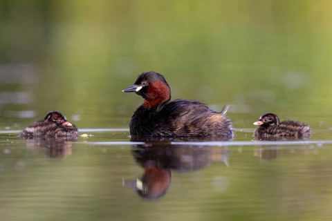 Little Grebe (Tachybaptus ruficollis) adult with chicks, North Rhine-Westphalia, Germany