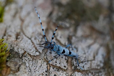 Rosalia Longicorn (Rosalia alpina) close-up on tree trunk, Bavaria, Germany