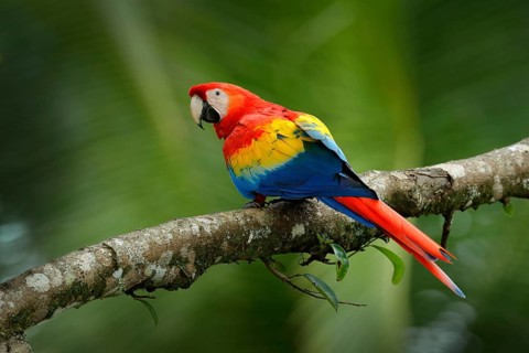 Red parrot Scarlet Macaw, Ara macao, bird sitting on the branch, Brazil. Wildlife scene from