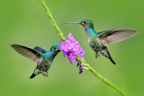 Amazilia decora, Charming Hummingbird, bird feeding sweet nectar from flower pink bloom.