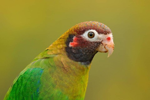 Detail of parrot head. Brown-hooded Parrot, Pionopsitta haematotis, portrait of light green parrot