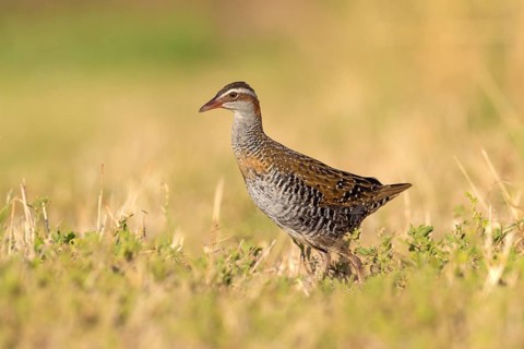 Buff-banded Rail (Gallirallus philippensis) female, Victoria, Australia