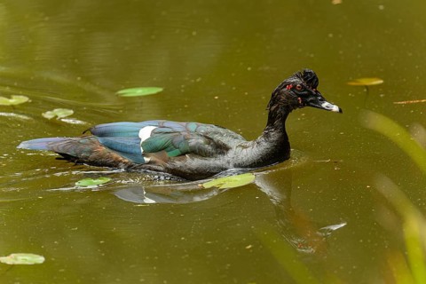 Adulte männliche Moschusente (Cairina moschata)