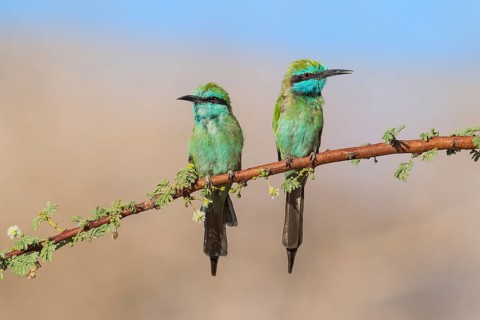 Green Bee-eater (Merops orientalis) pair, Eilat, Israel