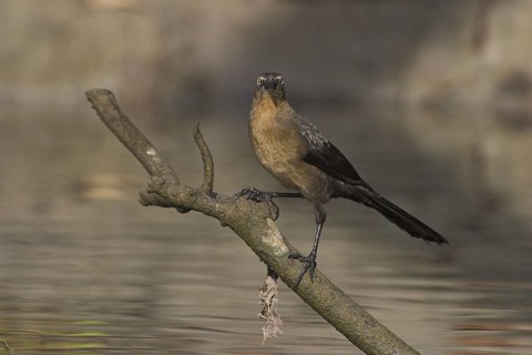 Common Grackle (Quiscalus quiscula), Costa Rica