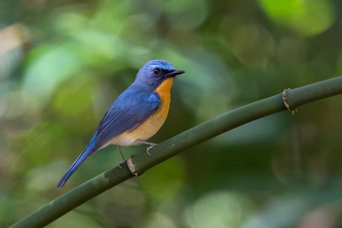 Hill Blue Flycatcher (Cyornis banyumas) male, Doi Ang Khang, Thailand