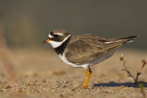 Common Ringed Plover (Charadrius hiaticula) foraging, North Rhine-Westphalia, Germany