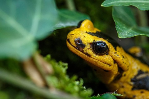 Fire Salamander (Salamandra salamandra bernardezi), endemic subspecies of a few points in north