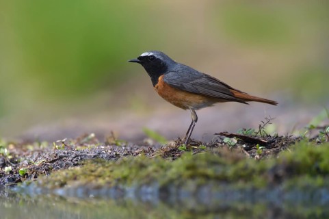 Common Redstart (Phoenicurus phoenicurus) male at a waterhole, Netherlands