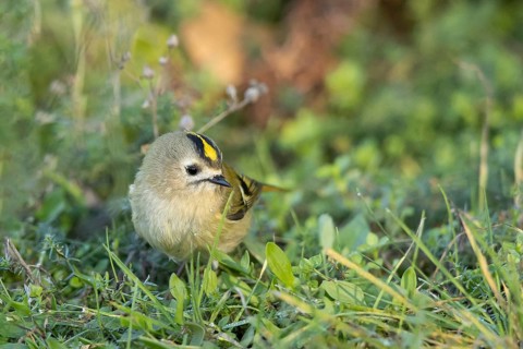 Goldcrest (Regulus regulus), Smaland, Sweden