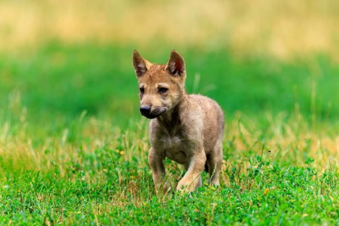 An attentive wolf pup standing on green grass, Timberwolf, wolf, American wolf, (Canis lupus