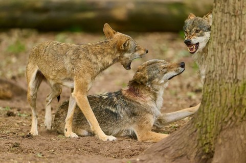 Wolf (Canis lupus), two standing wolves communicating aggressively with a sitting wolf, Germany