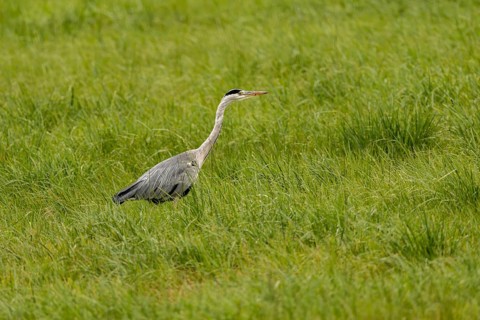 Grey heron (Ardea cinerea), Vulkaneifel, Rhineland-Palatinate, Germany