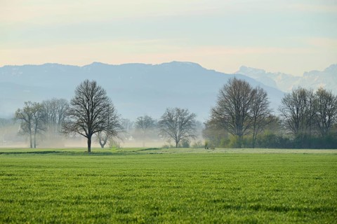 Meadows and trees in the early morning mist, Reuss valley, Aristau, Freiamt, Canton Aargau,