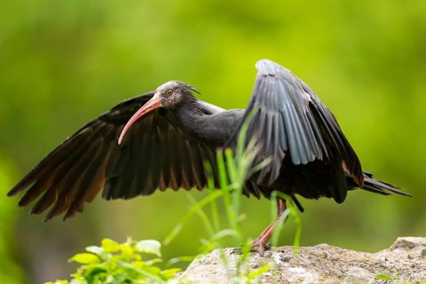 Northern bald ibis (Geronticus eremita) landing on a rock, Bavaria, Germany