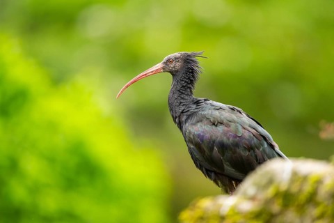 Northern bald ibis (Geronticus eremita) sitting on a rock, Bavaria, Germany