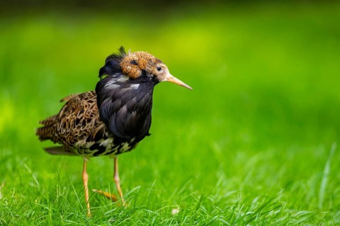 Ruff (Calidris pugnax) male standing on a meadow, captive, Zoo Augsburg, Germany