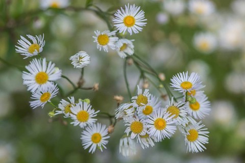 Annual fireweed (Erigeron annuus), Emsland, Lower Saxony, Germany