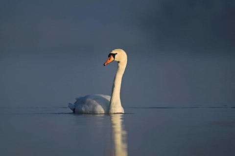 Mute swan (Cygnus olor), swimming in the morning light on the Flachsee, nature reserve, Reusstal,