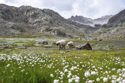 Two Valais Blacknose sheep (Ovis gmelini aries), in meadow with flowering white cotton grass, high