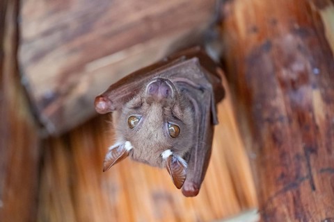 Funny bat, looks angry, conspiratorial, Kruger National Park, South Africa