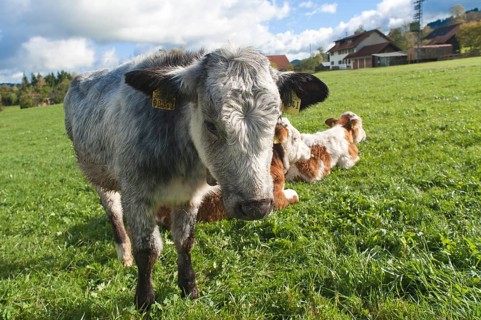 Young calves on the pasture, a grey-coloured calf looks into the camera, Weitnau, Allgäu, Bavaria,