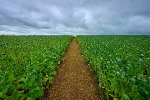 Opium poppy field (Papaver somniferum), with green poppy capsules and footpath, summer, Germerode,
