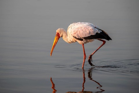Glutton (Mycteria ibis) foraging in the water, in the morning light, with reflection, Sunset Dam,