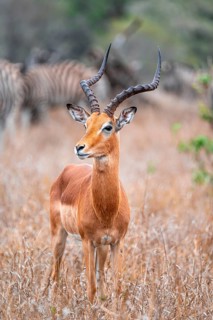 Impala (Aepyceros melampus), adult male in dry grass, Black Heeler Antelope, Kruger National Park,