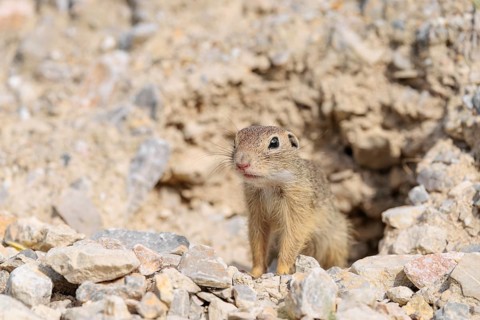 A young European ground squirrel (Spermophilus citellus) or European souslik stands on a gravel