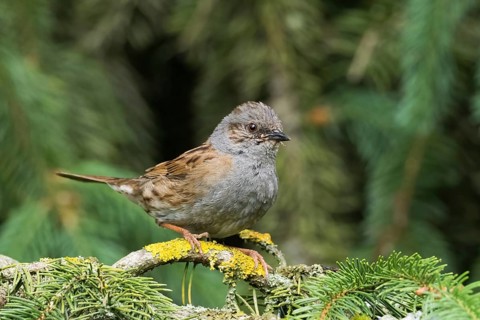 A dunnock (Prunella modularis) sitting on a branch covered with lichen against a green background,