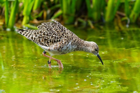Bird foraging in the water between green vegetation, ruff (Calidris pugnax, Syn.: Philomachus