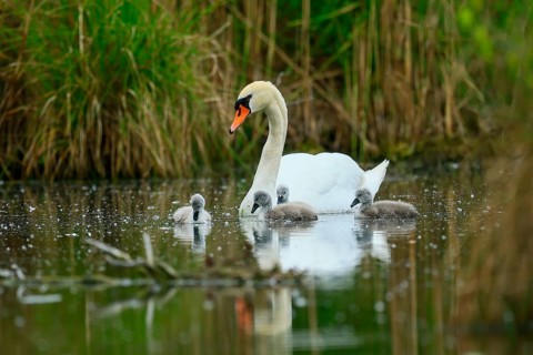 Swan with chicks swimming calmly on a pond, surrounded by grass and nature, Mute Swan, (cygnus