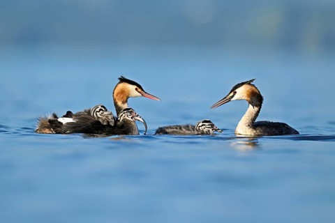 Great Crested Grebe (Podiceps Scalloped ribbonfish) pair feeding their offspring with fish, Lake